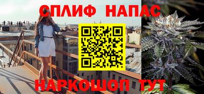 стаф Можга